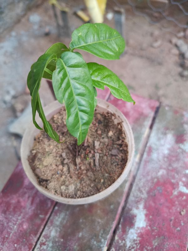 Identificação da planta Rambutan por foto