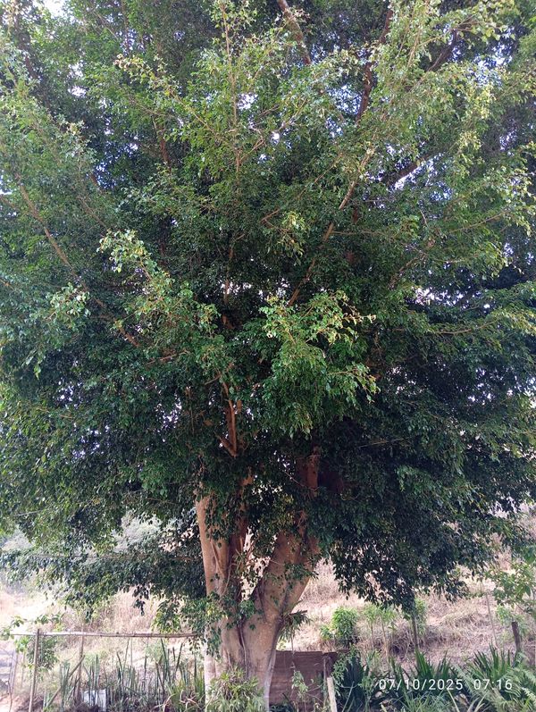Identificação da planta Figueira-sagrada por foto