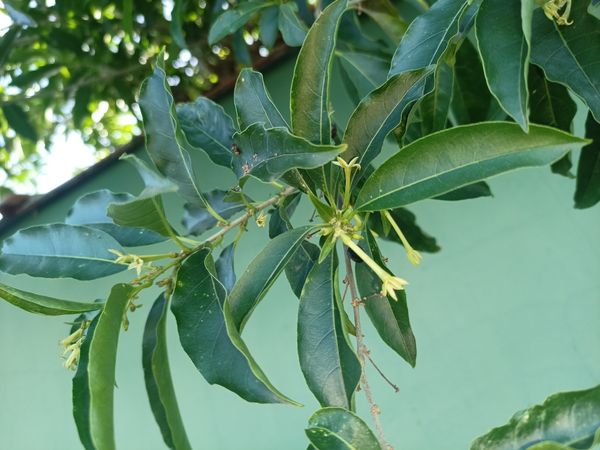 Identificação da planta Jasmim-do-pará por foto