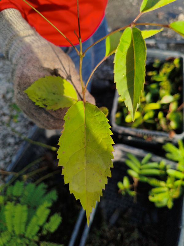 Identificação da planta Ipê-roxo por foto