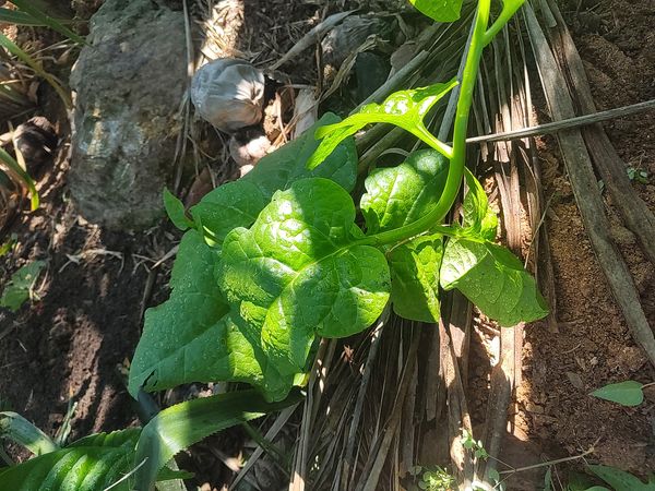 Identificação da planta Espinafre-indiano por foto