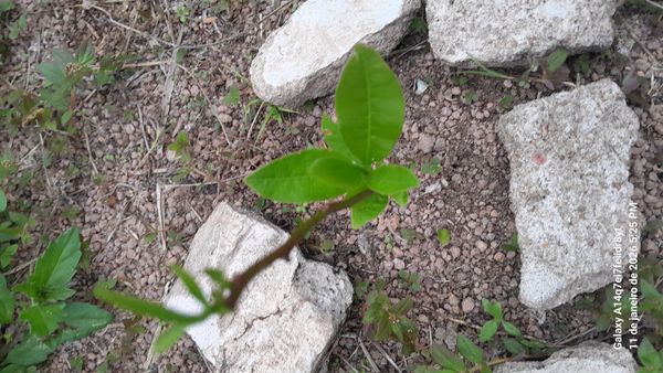 Identificação da planta Caju por foto