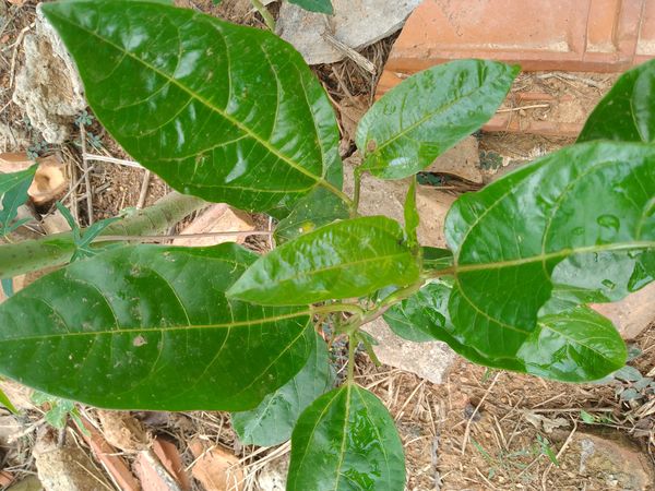 Identificação da planta Maracujá por foto