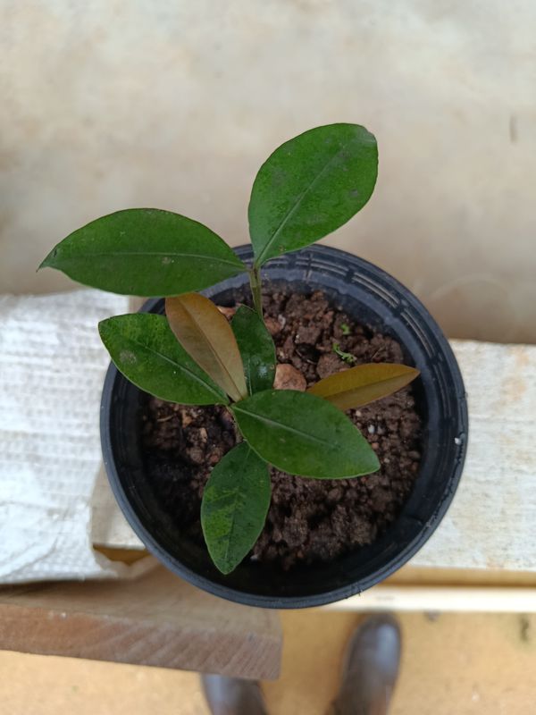 Identificação da planta Cereja-do-rio-grande por foto