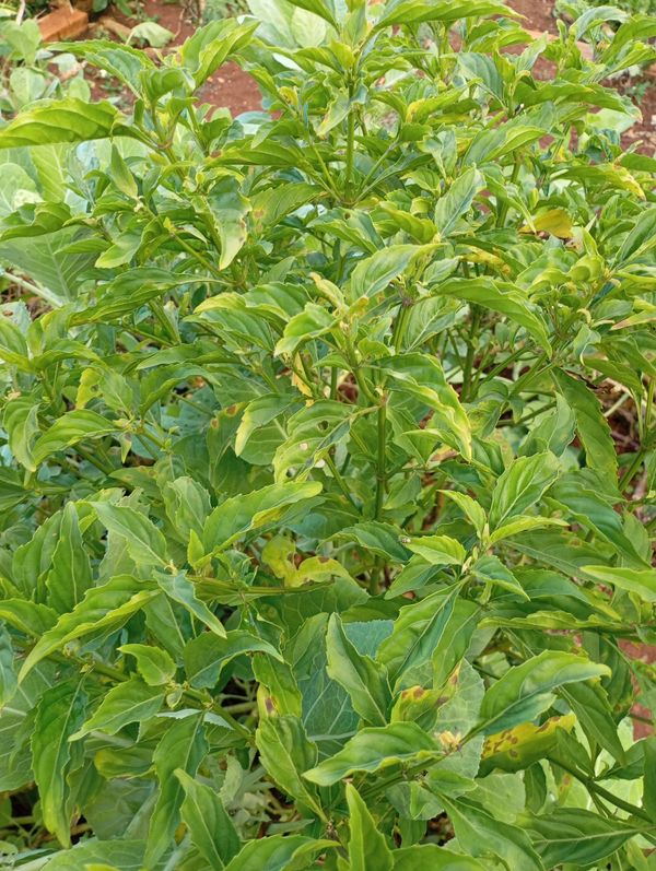 Identificação da planta Alfavaca por foto