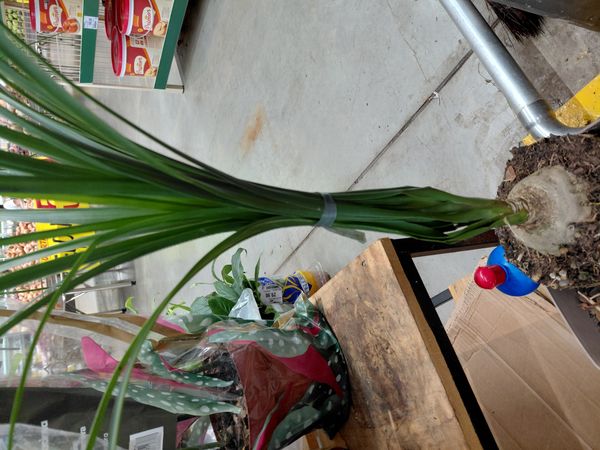 Identificação da planta Pata-de-elefante por foto