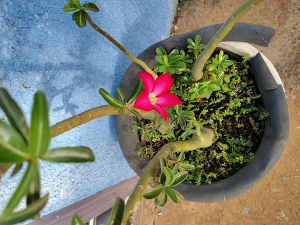 Identificação da planta Rosa do deserto por foto