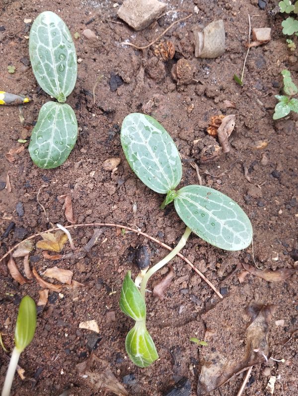 Identificação da planta Abóbora moranga por foto