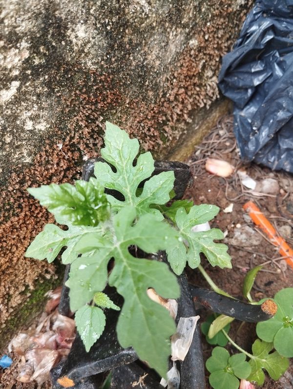 Identificação da planta Melancia por foto