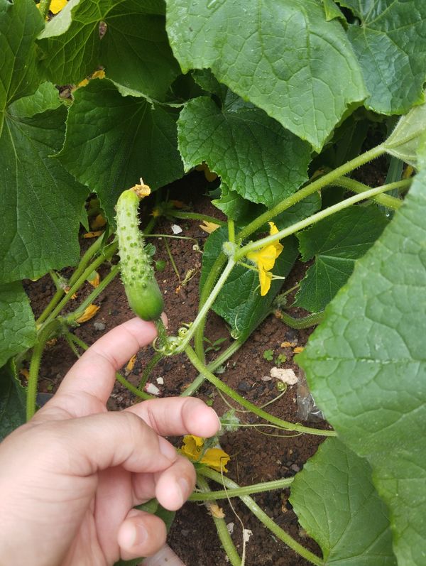 Identificação da planta Pepino por foto
