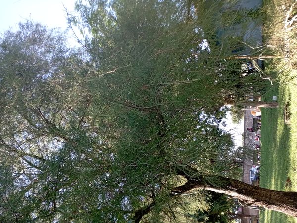Identificação da planta Cipreste calvo ou cipreste do pântano por foto