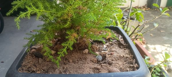 Identificação da planta Pinheiro por foto