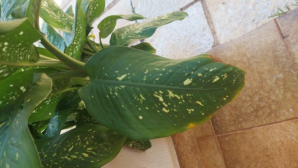 Identificação da planta Comigo-ninguém-pode por foto