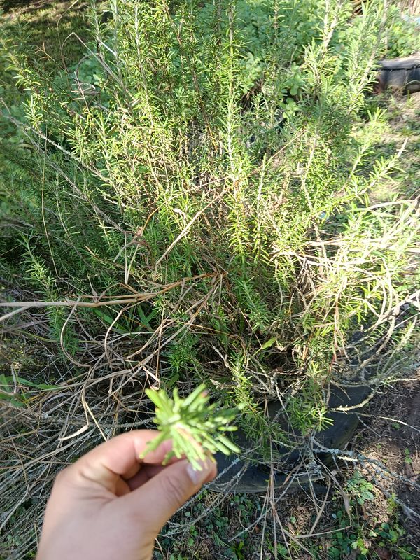 Identificação da planta Alecrim por foto