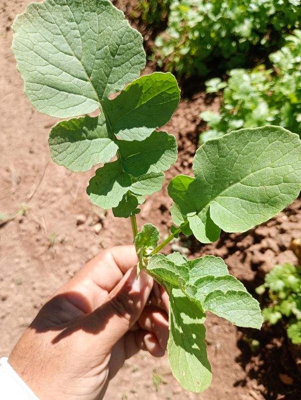 Identificação da planta Nabo-bravo por foto