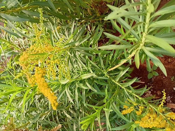 Identificação da planta Arnica por foto