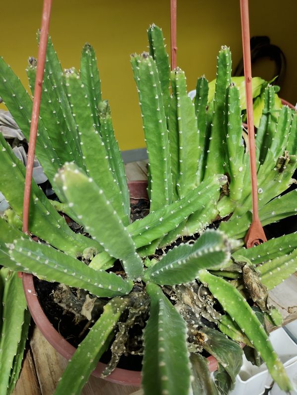 Identificação da planta CACTO ESTRELA por foto
