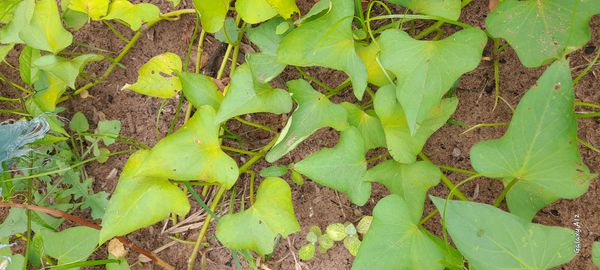 Identificação da planta Batata-doce por foto