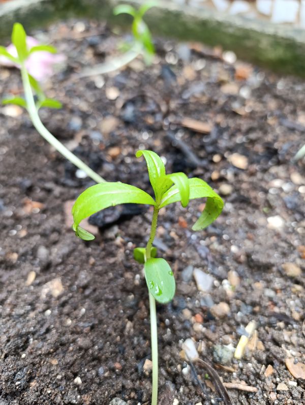 Identificação da planta Agrião por foto
