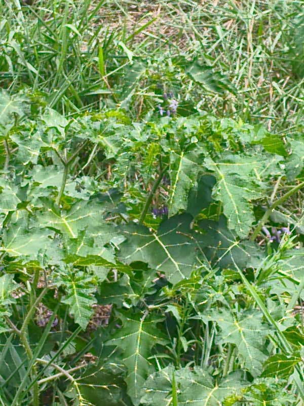 Identificação da planta Juá brabo por foto