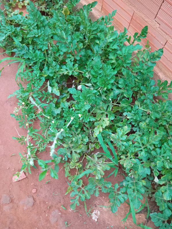 Identificação da planta Melancia por foto
