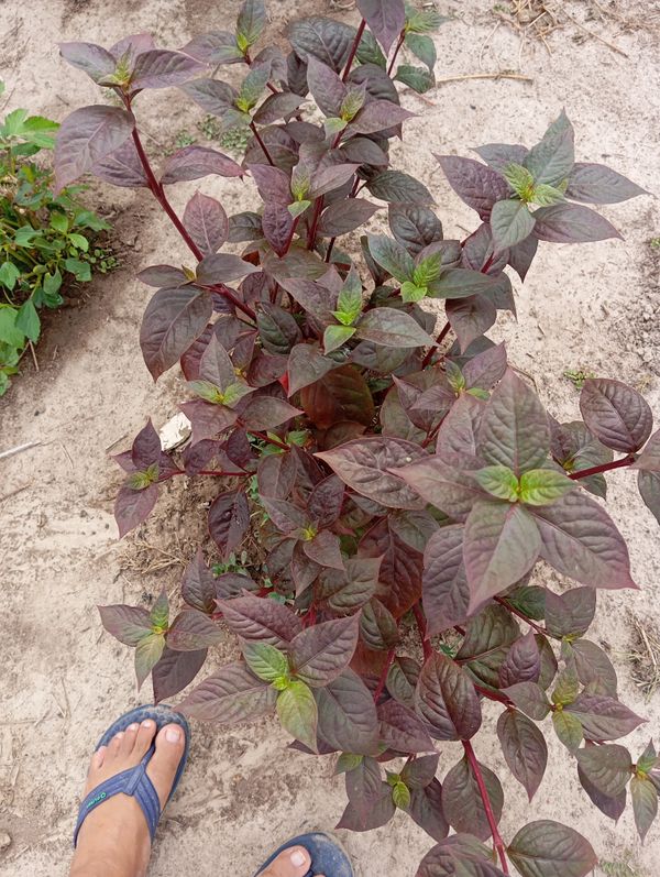 Identificação da planta Penicuíca por foto