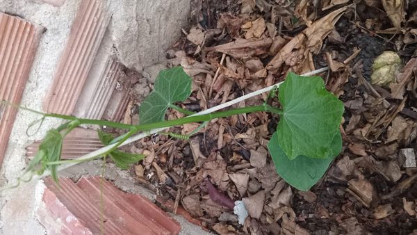 Identificação da planta Xuxu por foto