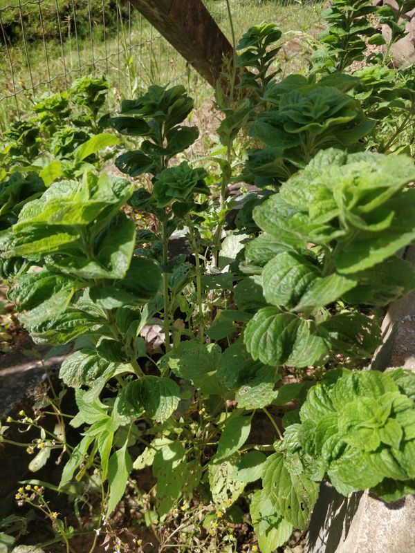 Identificação da planta Malvarisco por foto