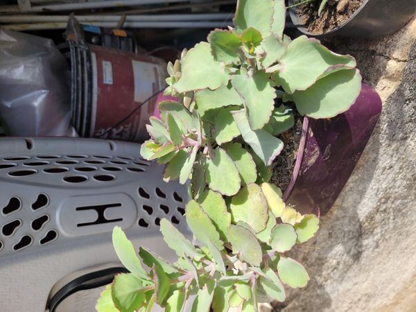 Identificação da planta Planta-panda por foto