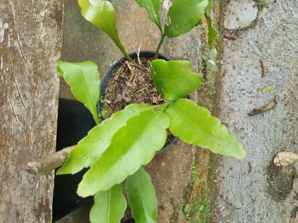 Identificação da planta Dama-da-Noite ou Cacto-Orquídea por foto