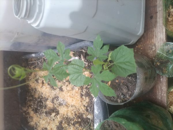 Identificação da planta Melão-de-são-caetano por foto