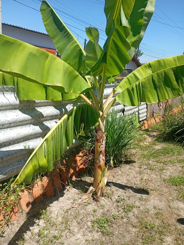 Identificação da planta Bananeira por foto
