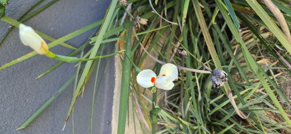 Identificação da planta Lírio-do-brejo por foto