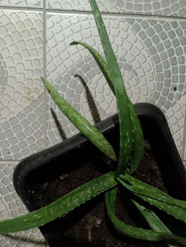 Identificação da planta Babosa por foto