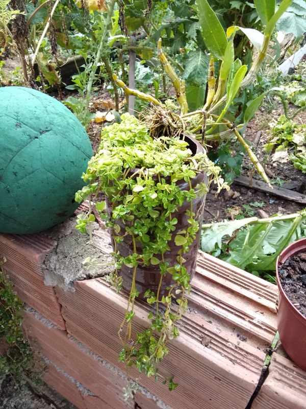 Identificação da planta Dinheiro em penca por foto