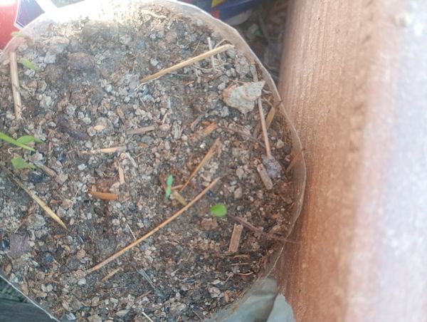 Identificação da planta Sálvia-do-nilo por foto