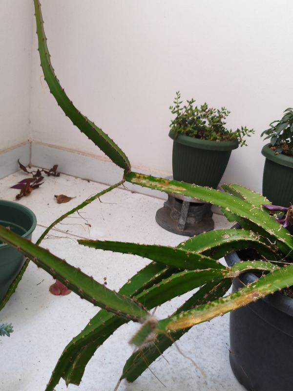 Identificação da planta Dama-da-noite por foto