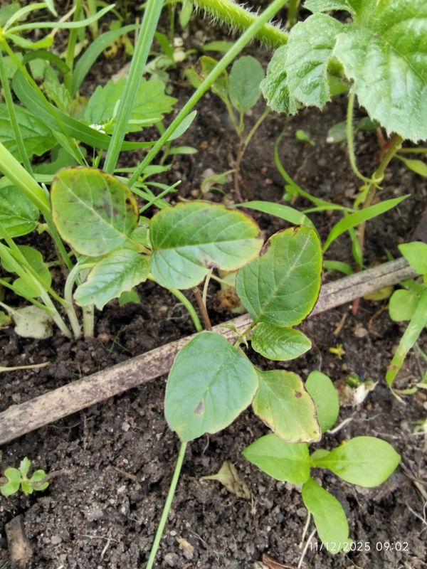 Identificação da planta Bredo por foto