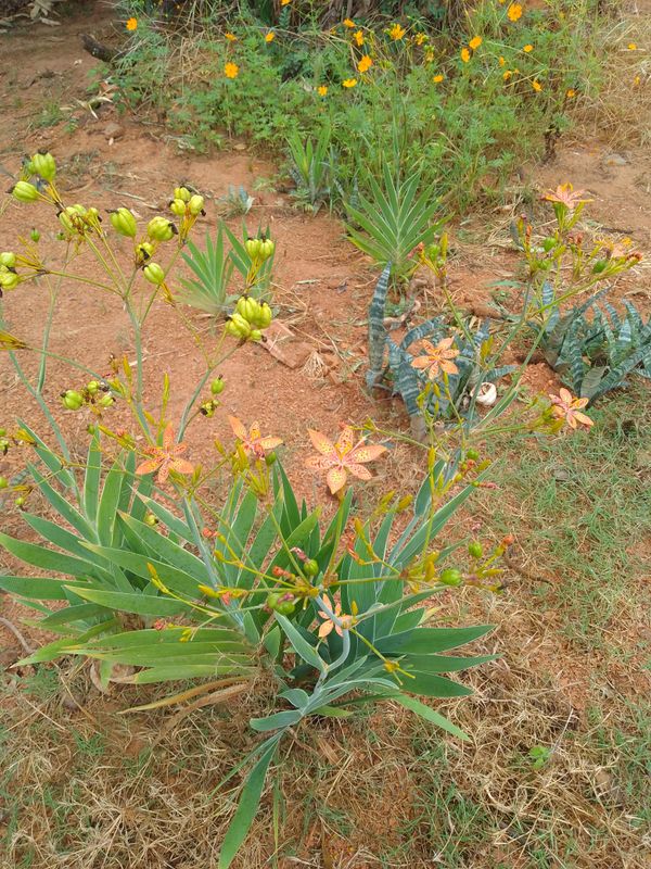 Identificação da planta Flor-leopardo por foto