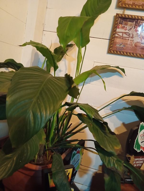 Identificação da planta Como cuida do lirio por foto