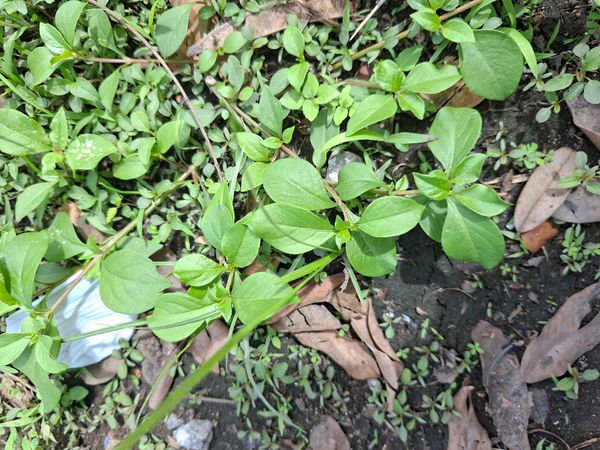 Identificação da planta Piriquito por foto