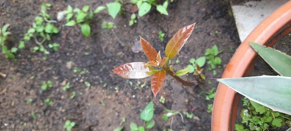 Identificação da planta Manga por foto