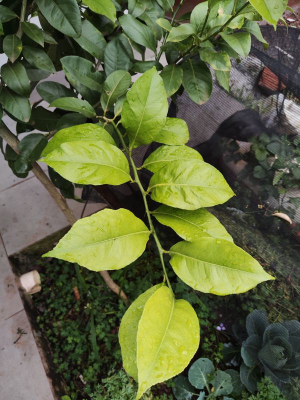 Identificação da planta Limão por foto