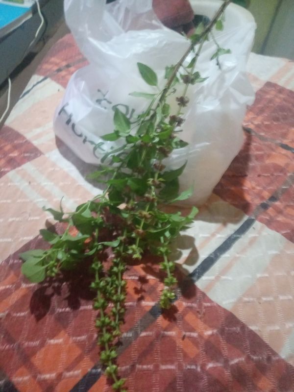 Identificação da planta Manjericão por foto
