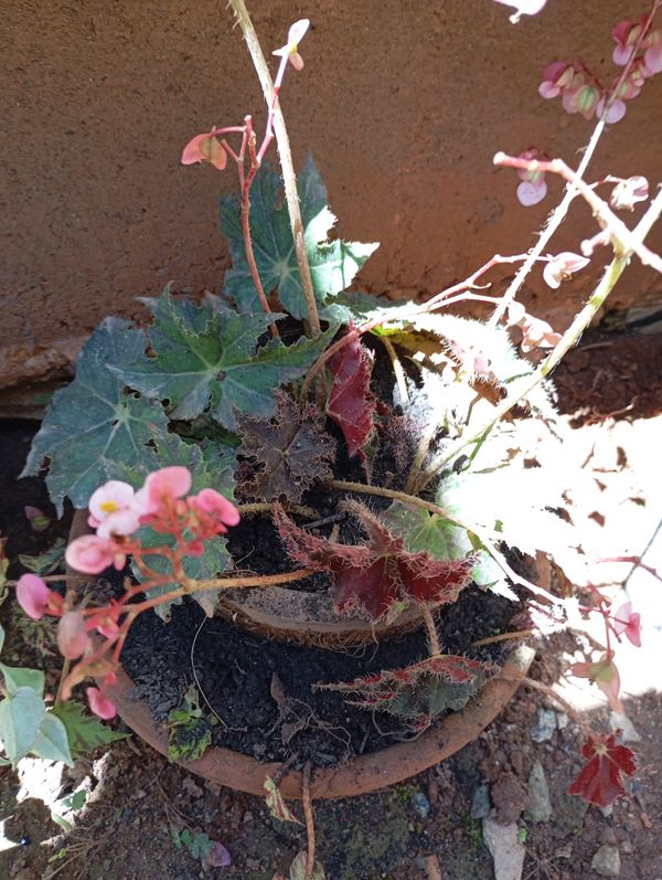 Identificação da planta Begônia rex por foto