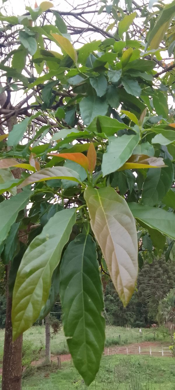 Identificação da planta Cabeludinha por foto