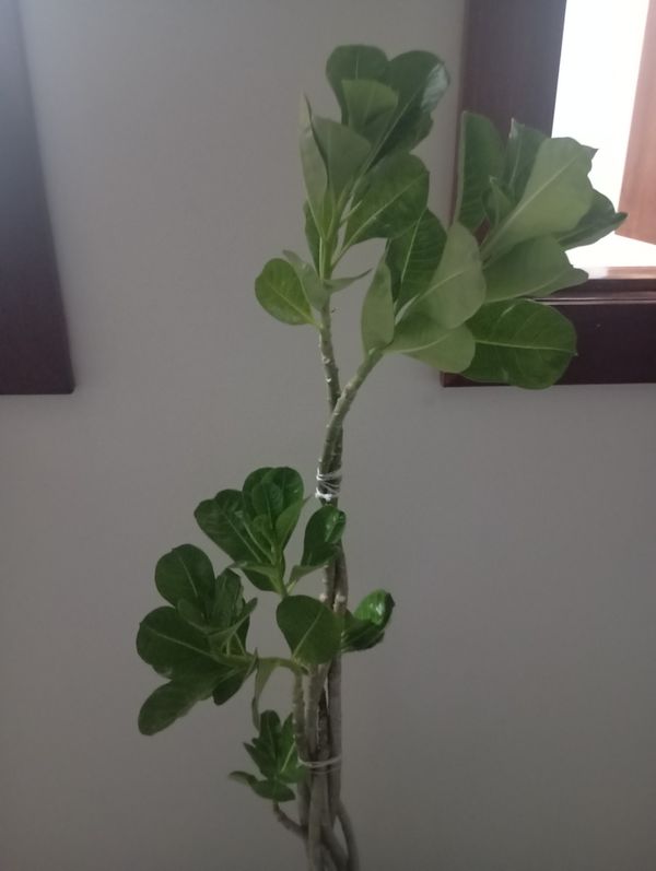Identificação da planta Rosa do deserto por foto