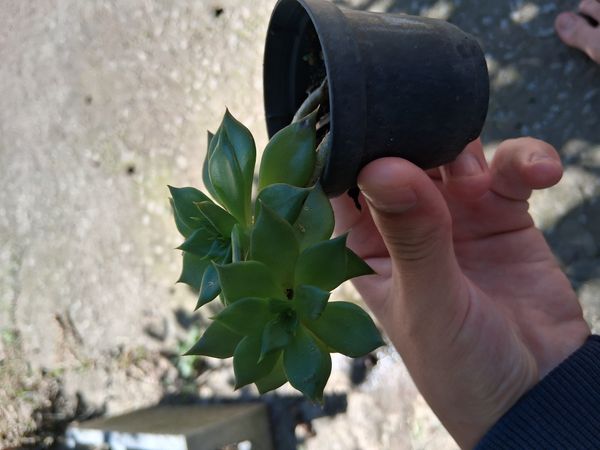 Identificação da planta Graptopetalum macdougallii não possui um nome popular amplamente reconhecido no Brasil por foto