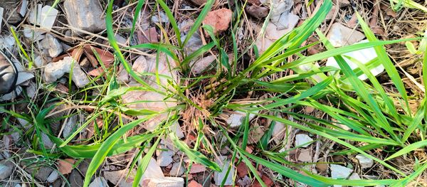 Identificação da planta Desconhecido por foto