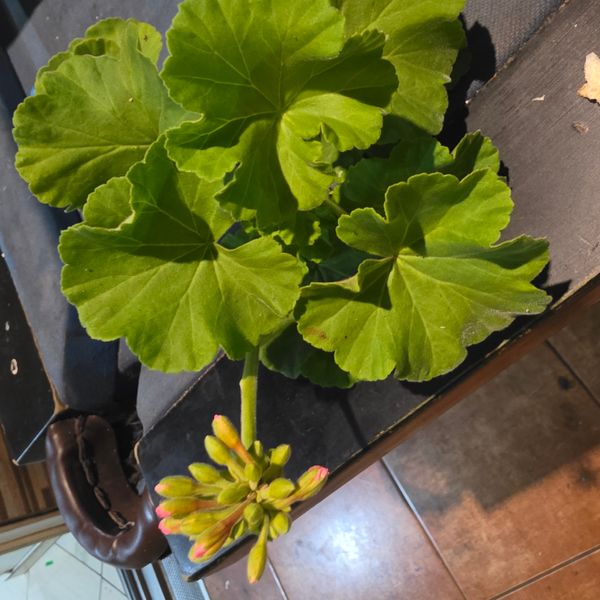 Identificação da planta Gerânio por foto